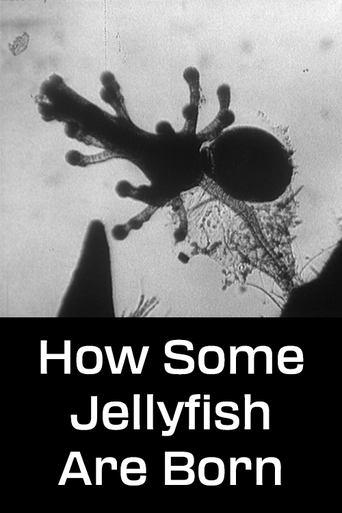 How Some Jellyfish Are Born image