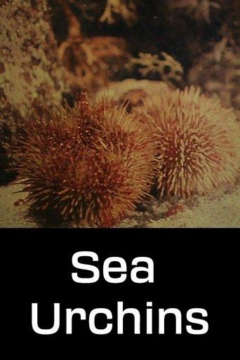 Sea Urchins image