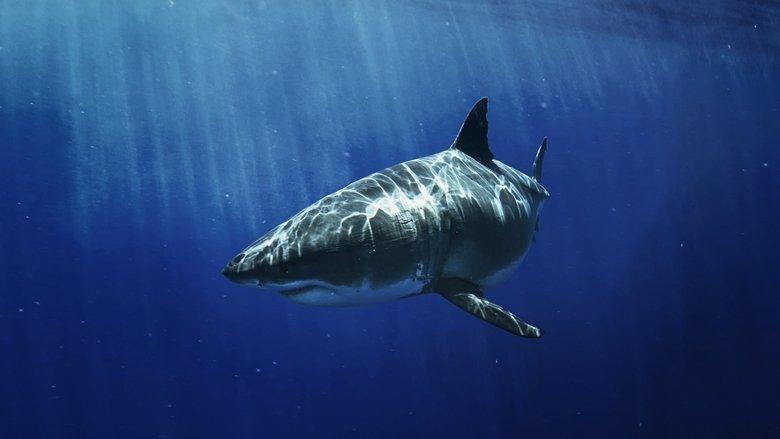 Most Wanted Sharks image