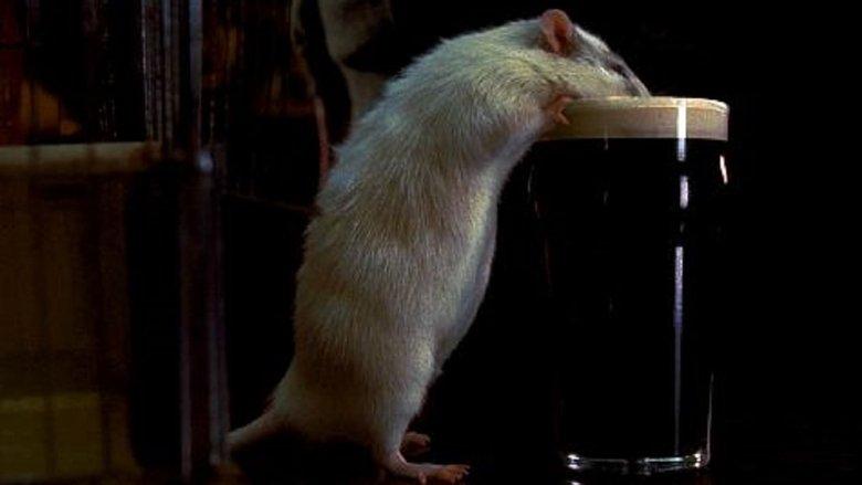 Rat image