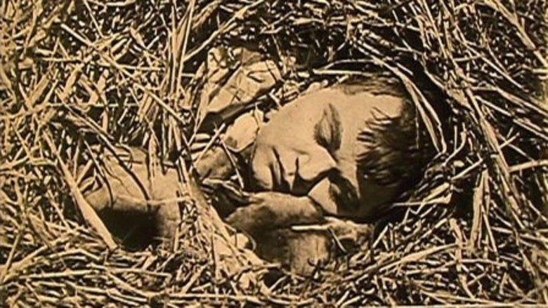 The Hayseed image