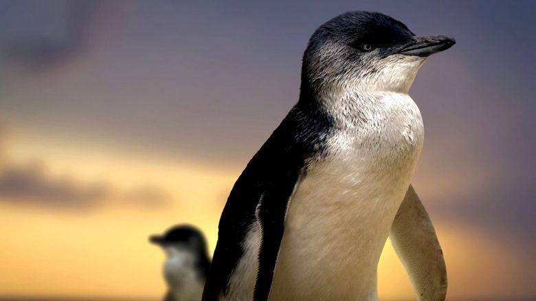 Penguin Island image