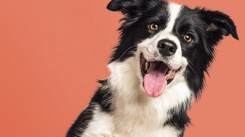 Say It Through the Dog image