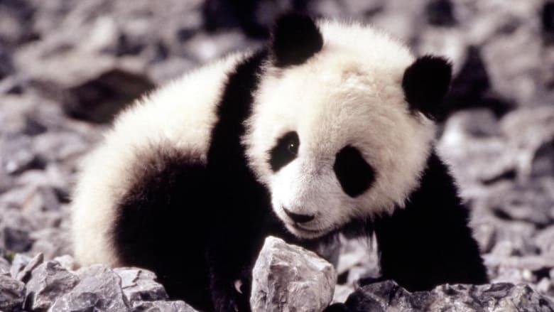 The Amazing Panda Adventure image