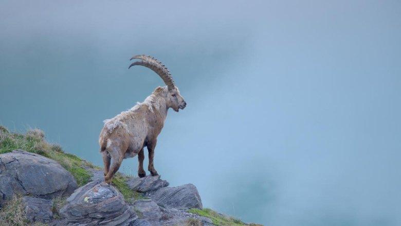 Austria's Wild Heritage - One Country Six National Parks image