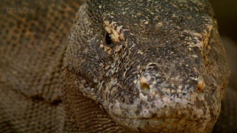 The Natural World--Komodo: The Deadly Bite image