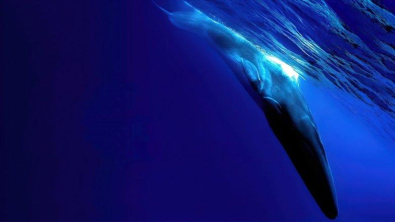The Loneliest Whale: The Search for 52 image