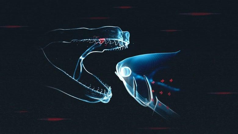 Shark vs. Tuna image