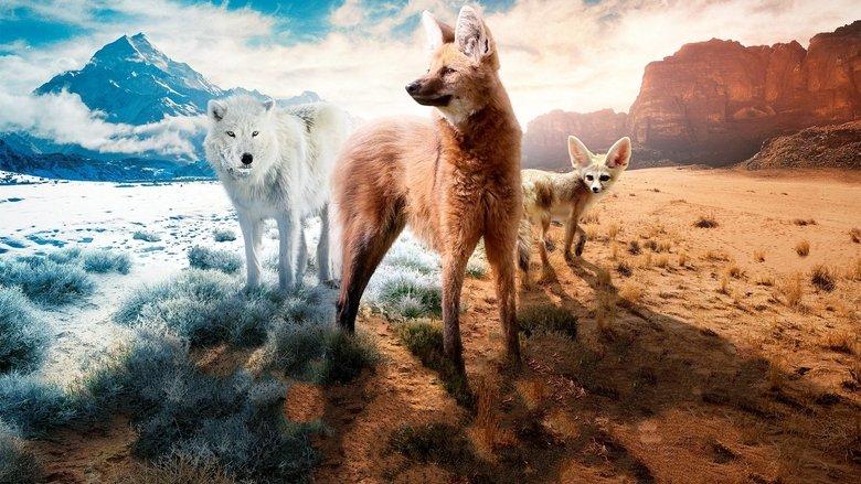 Dogs in the Wild: Meet the Family image
