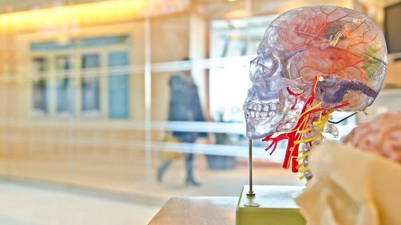 Secrets of the Brain image