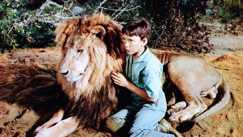 The Lion image