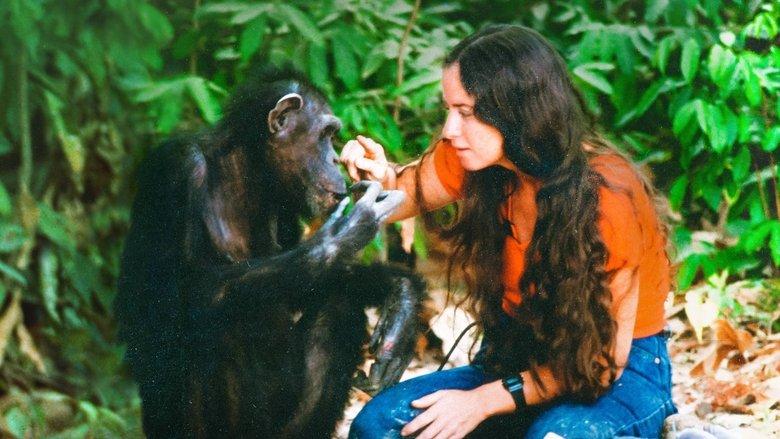 Lucy the Human Chimp image