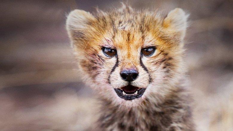 Born in Africa image