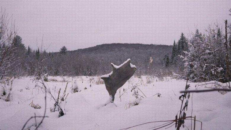 Wild Feast image