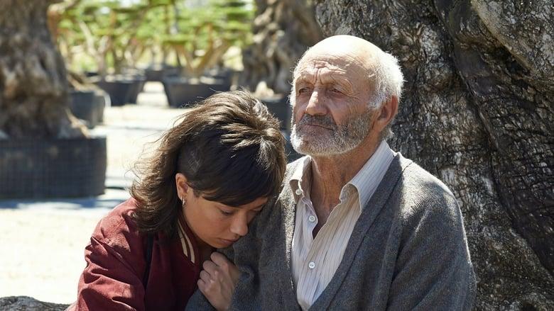 The Olive Tree image
