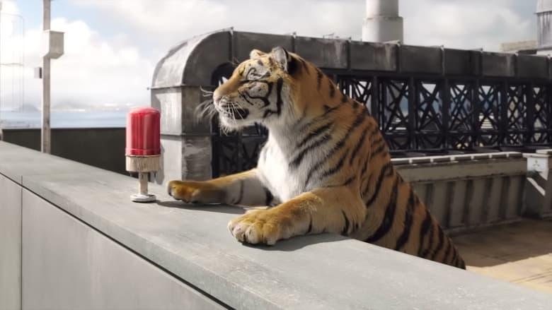 Tiger Robbers image