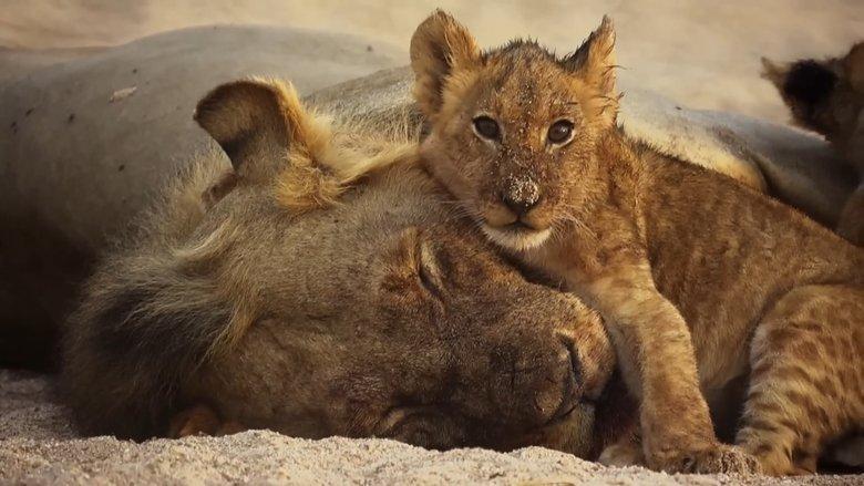 The Lions Rule image