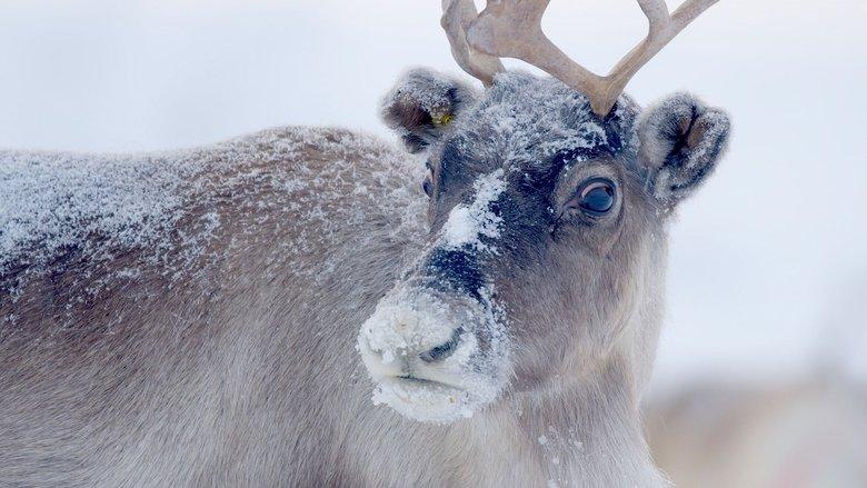 Santa's Wild Home image