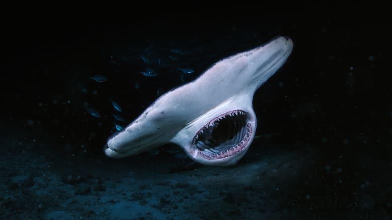 When Sharks Attack... and Why image