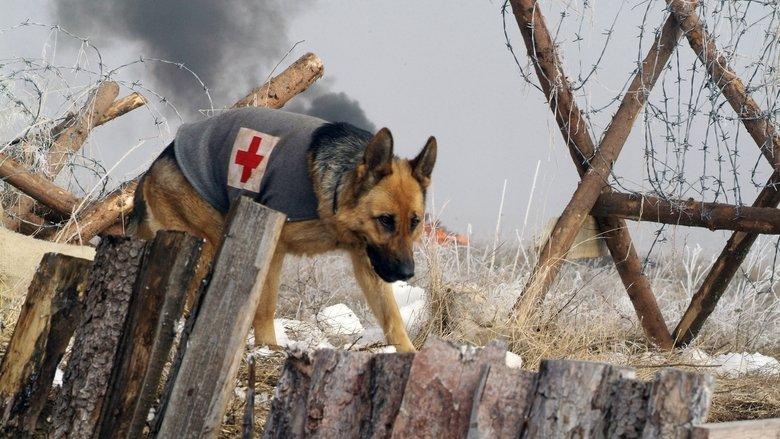 Finding Rin Tin Tin image