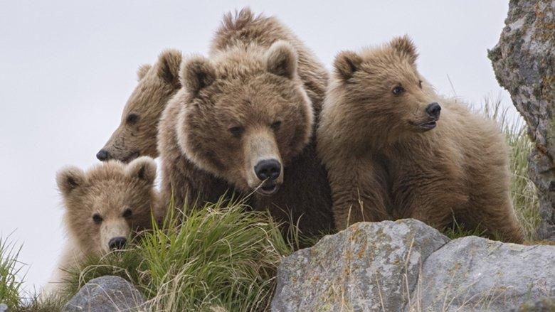 Land of the Bears image