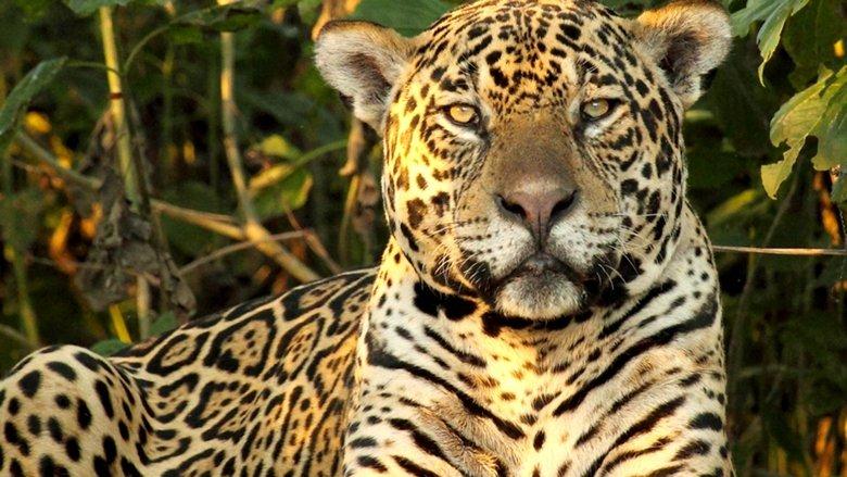 Wild Brazil image