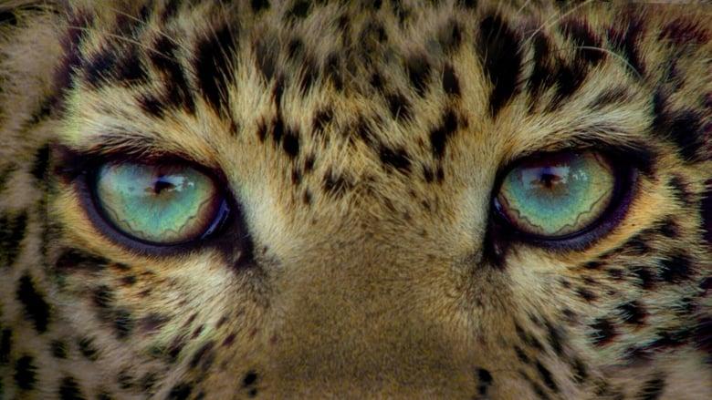 Jade Eyed Leopard image