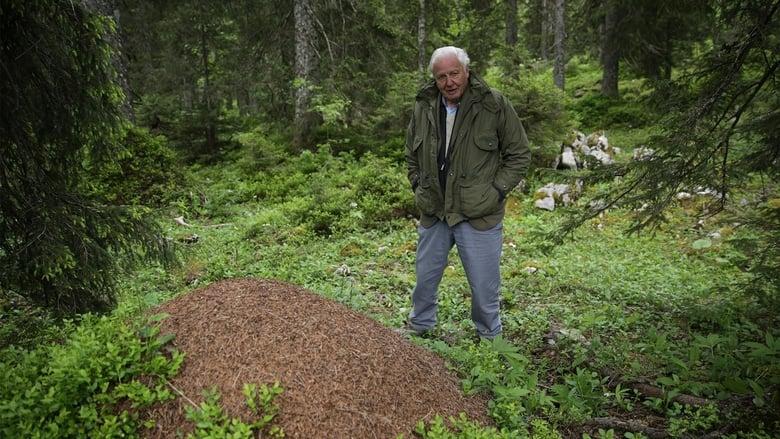 David Attenborough's Ant Mountain image