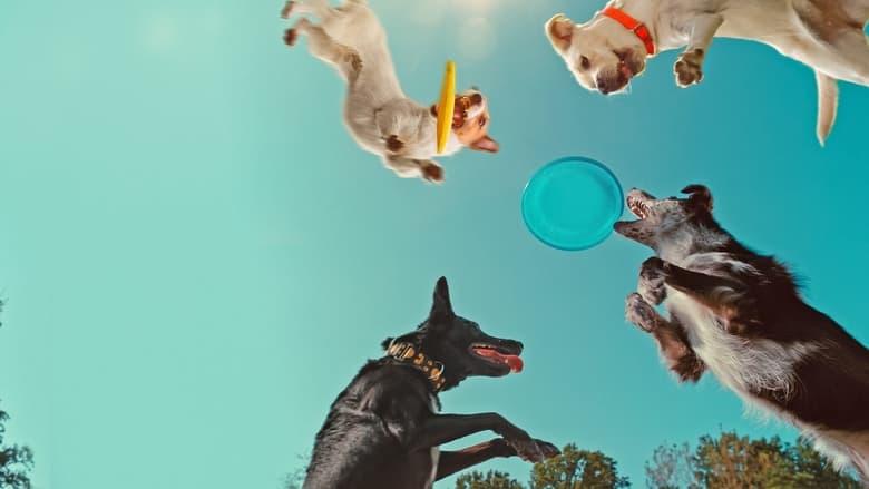 Inside the Mind of a Dog image