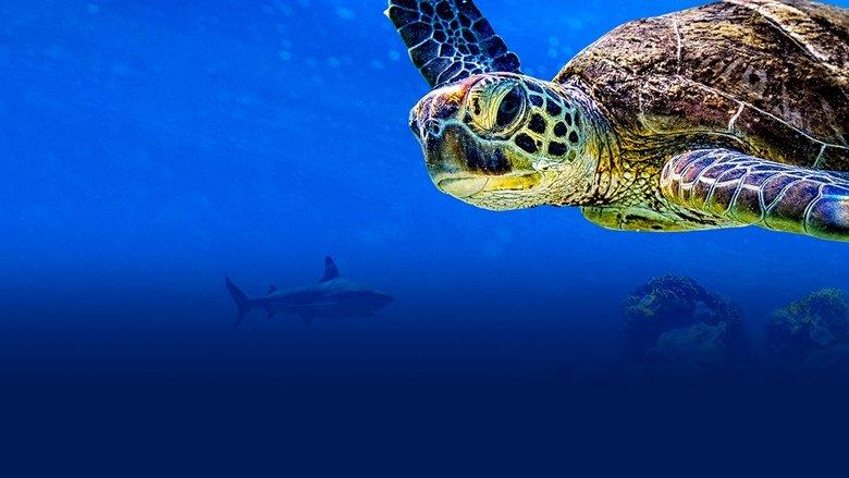 Turtle Odyssey image