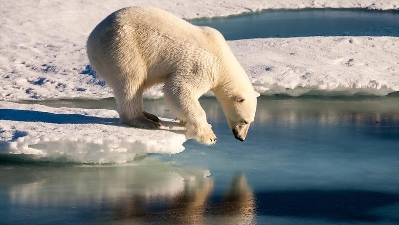Polar Bears image