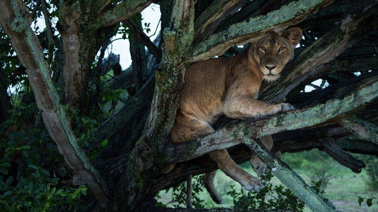 Tree Climbing Lions image