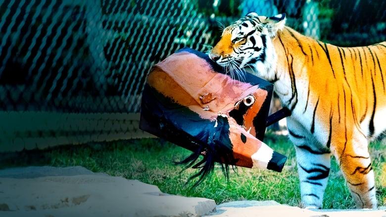 Big Cat Games image
