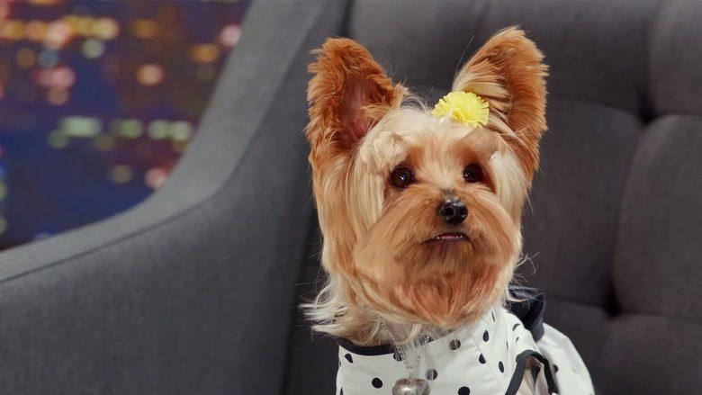 Pup Star: Better 2Gether image