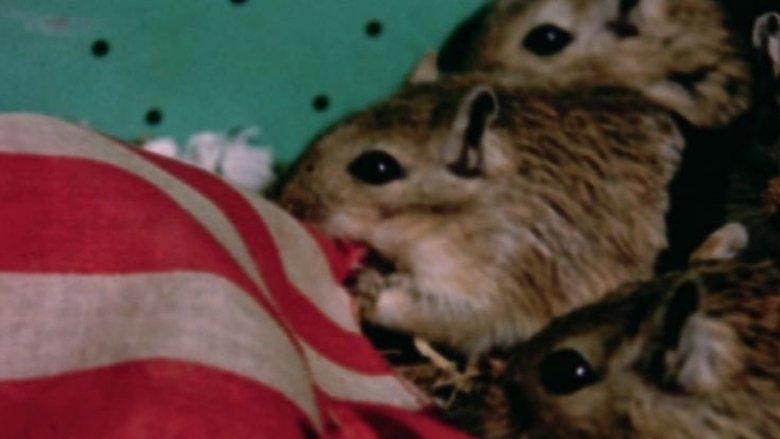 Rat Life and Diet in North America image