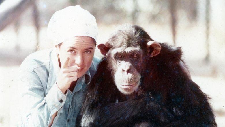 Lucy the Human Chimp image