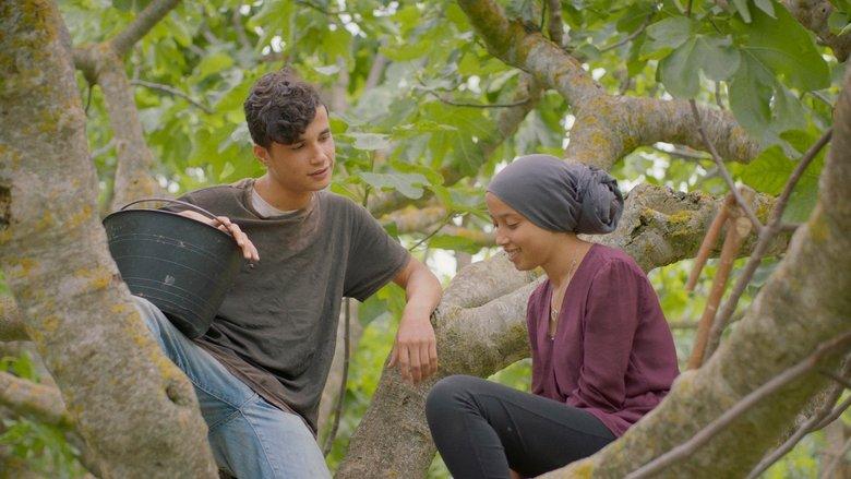 Under the Fig Trees image
