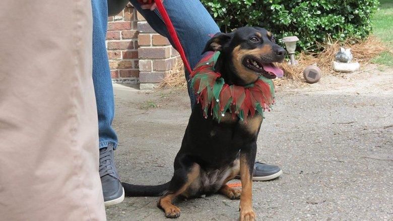 12 Dog Days Till Christmas image