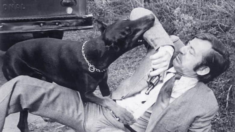 The Daring Dobermans image