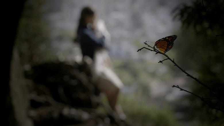 Butterfly image