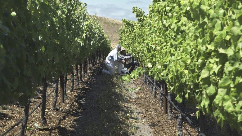 Living Wine image