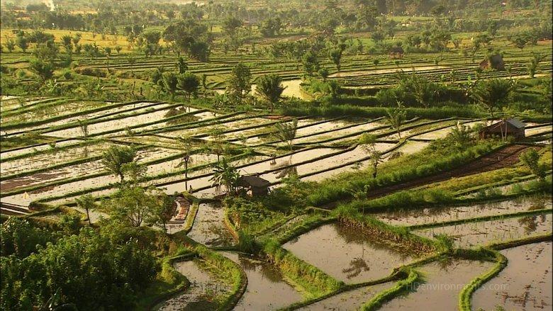 Living Landscapes: Bali image
