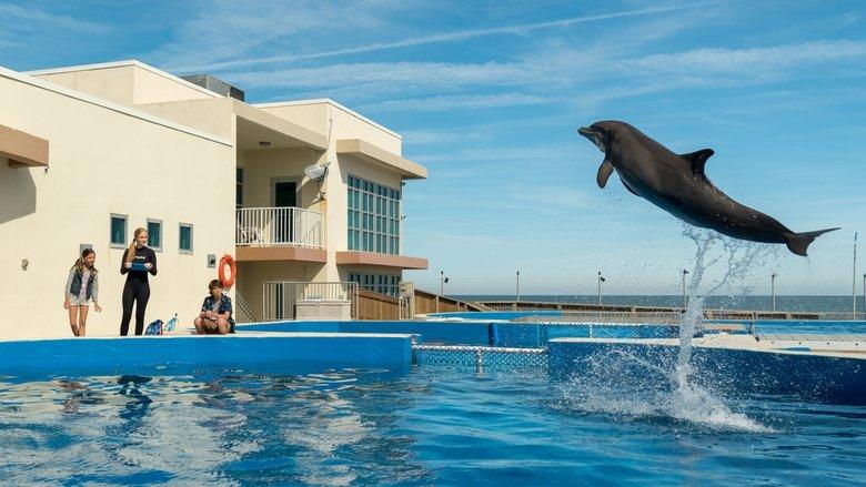 Bernie the Dolphin image