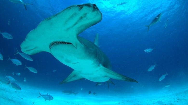 Mega Hammerhead image