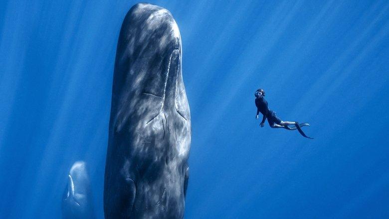 Patrick and the Whale image