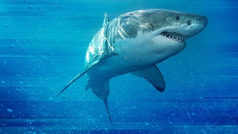 Game of Sharks image