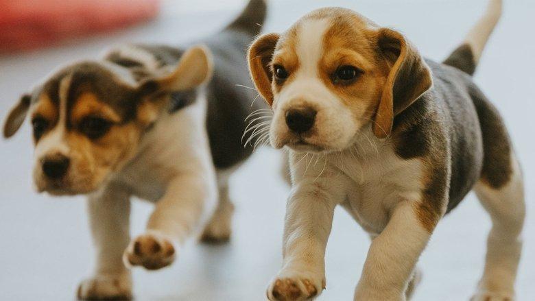 Dog Squad Puppy School image