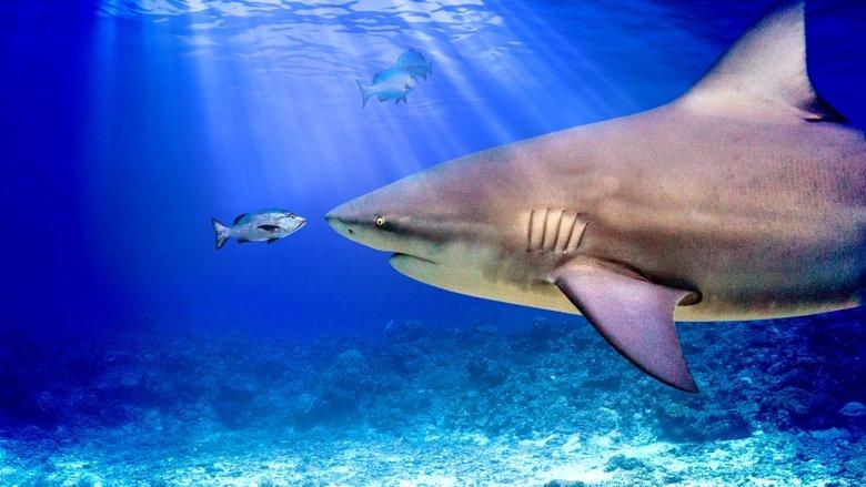 World's Biggest Bull Shark? image