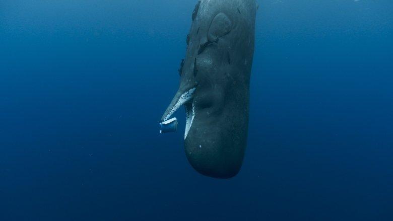 Whale Nation image