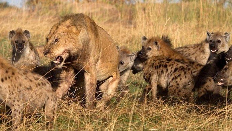 Eternal Enemies: Lions and Hyenas image